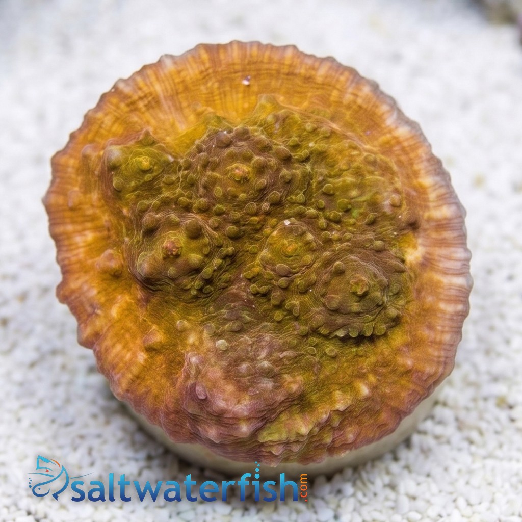 Chalice Big Orange w/ Orange Eye - Aquacultured