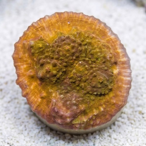 Chalice Big Orange w/ Orange Eye - Aquacultured