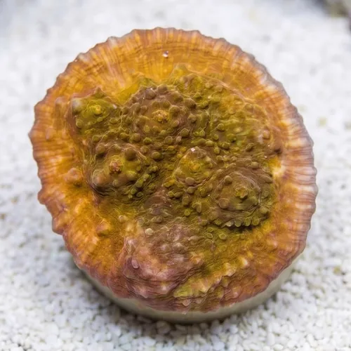Chalice Big Orange w/ Orange Eye - Aquacultured