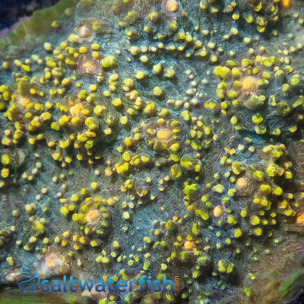 Chalice Oxypora : Small Eye Colored - Aquacultured