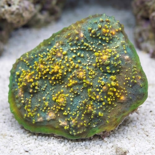 Chalice Oxypora : Small Eye Colored - Aquacultured