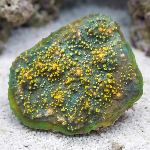 Chalice Oxypora : Small Eye Colored - Aquacultured