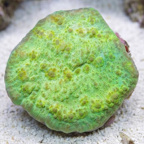 Chalice Big Eye: Green - Aquacultured