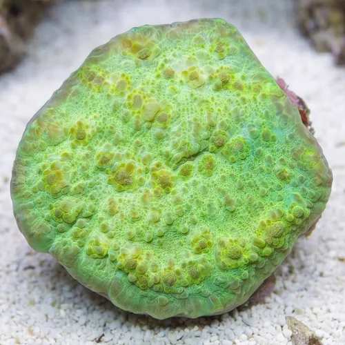 Chalice Big Eye: Green - Aquacultured