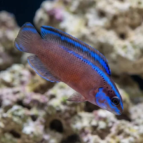 Black Neon Dottyback - Captive Bred