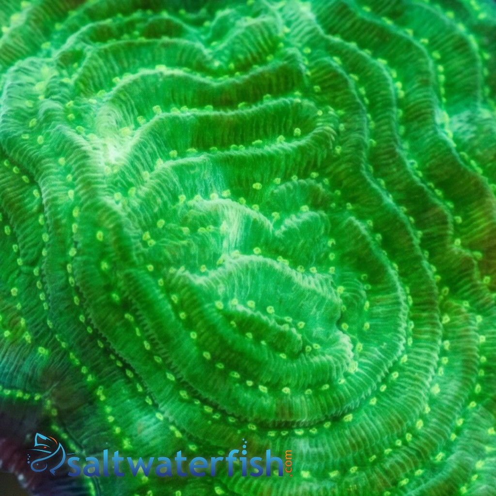 Elepahnt Skin Coral : Pinstripe Green
