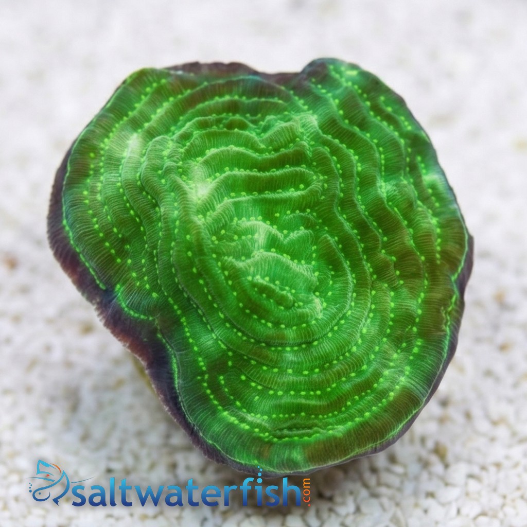 Elepahnt Skin Coral : Pinstripe Green