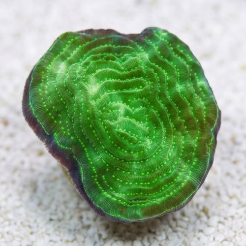 Elepahnt Skin Coral : Pinstripe Green