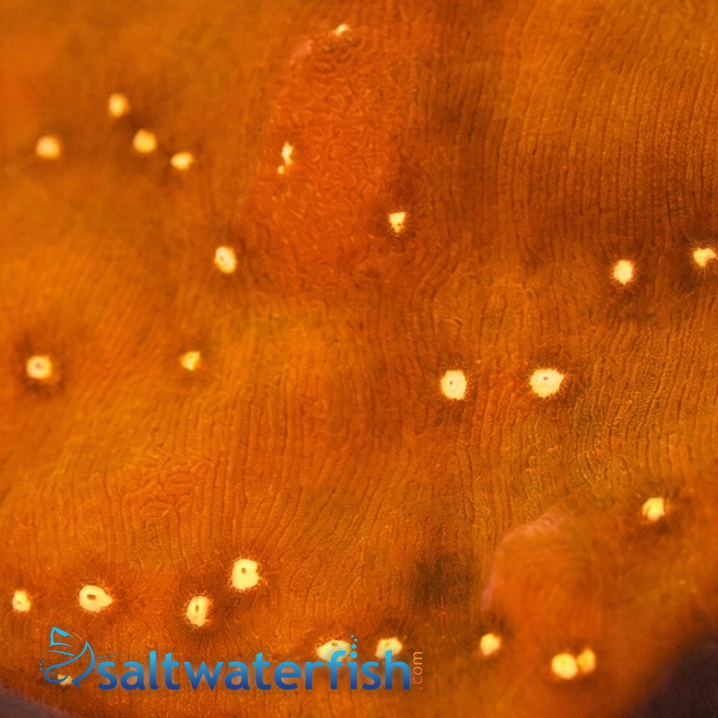 Elepahnt Skin Coral : Orange - Aquacultured