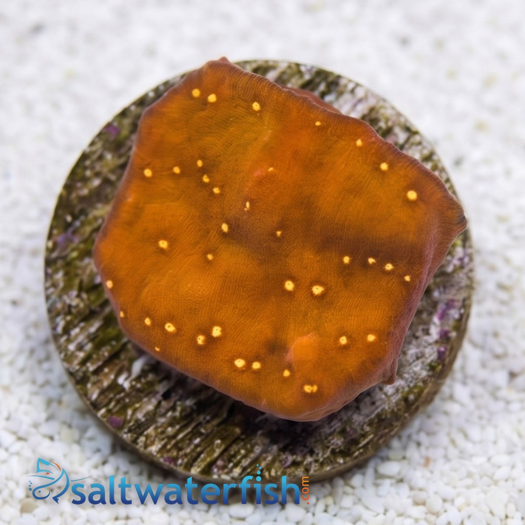 Elepahnt Skin Coral : Orange - Aquacultured