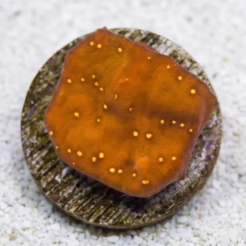 Elepahnt Skin Coral : Orange - Aquacultured