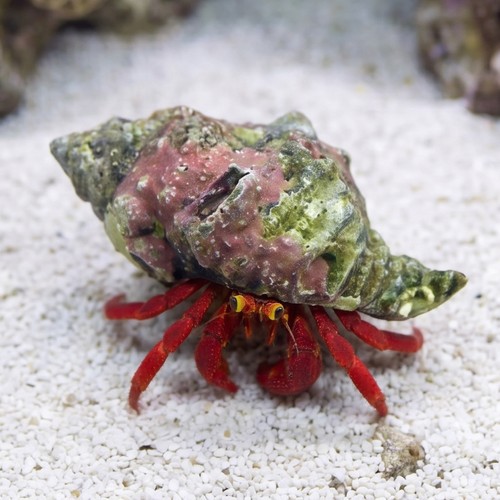 Scarlet Hermit Crab