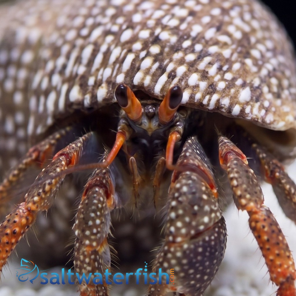 Red Leg Hermit Crab 