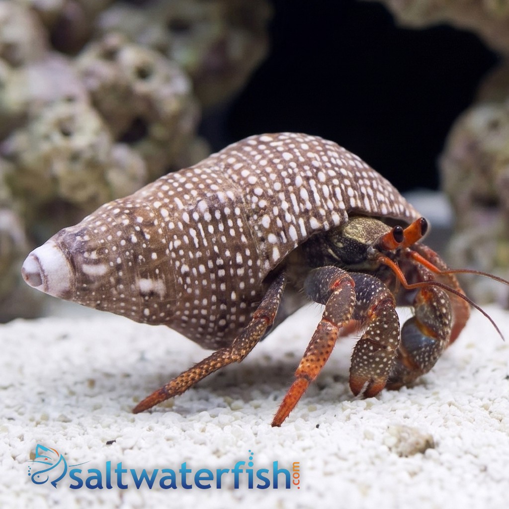 Red Leg Hermit Crab 