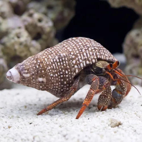 Red Leg Hermit Crab