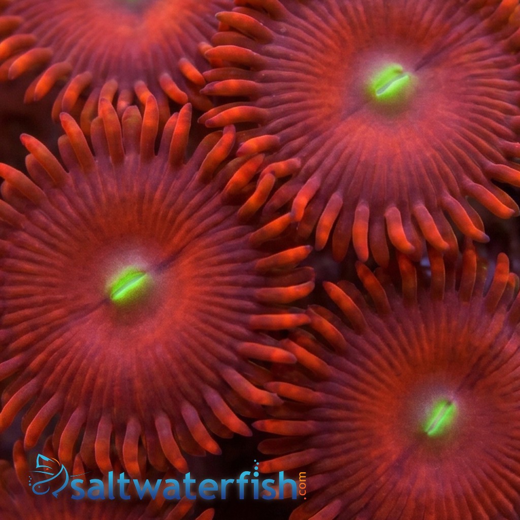 Red People Eater Zoanthid  