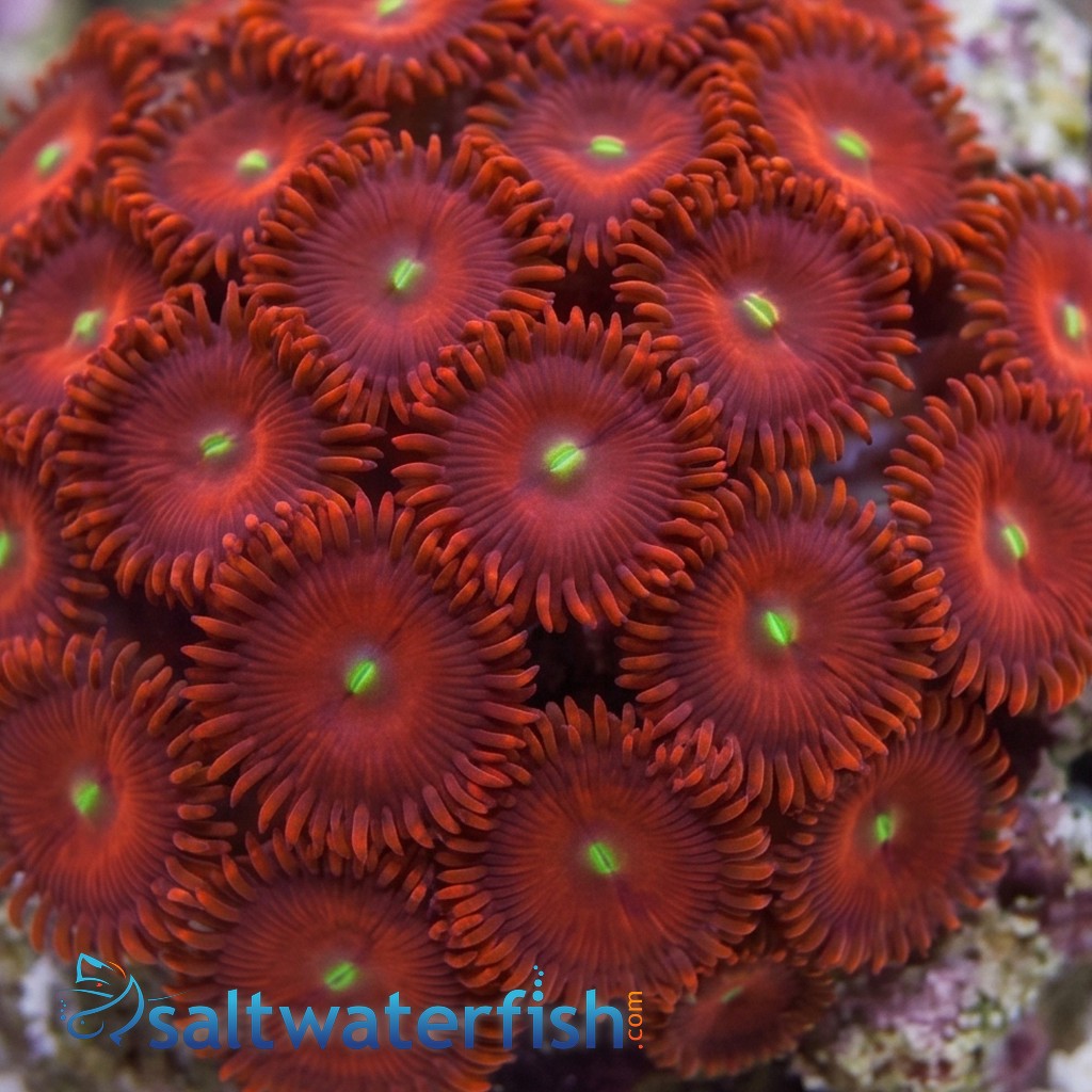 Red People Eater Zoanthid  