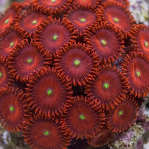 Red People Eater Zoanthid - South Pacific