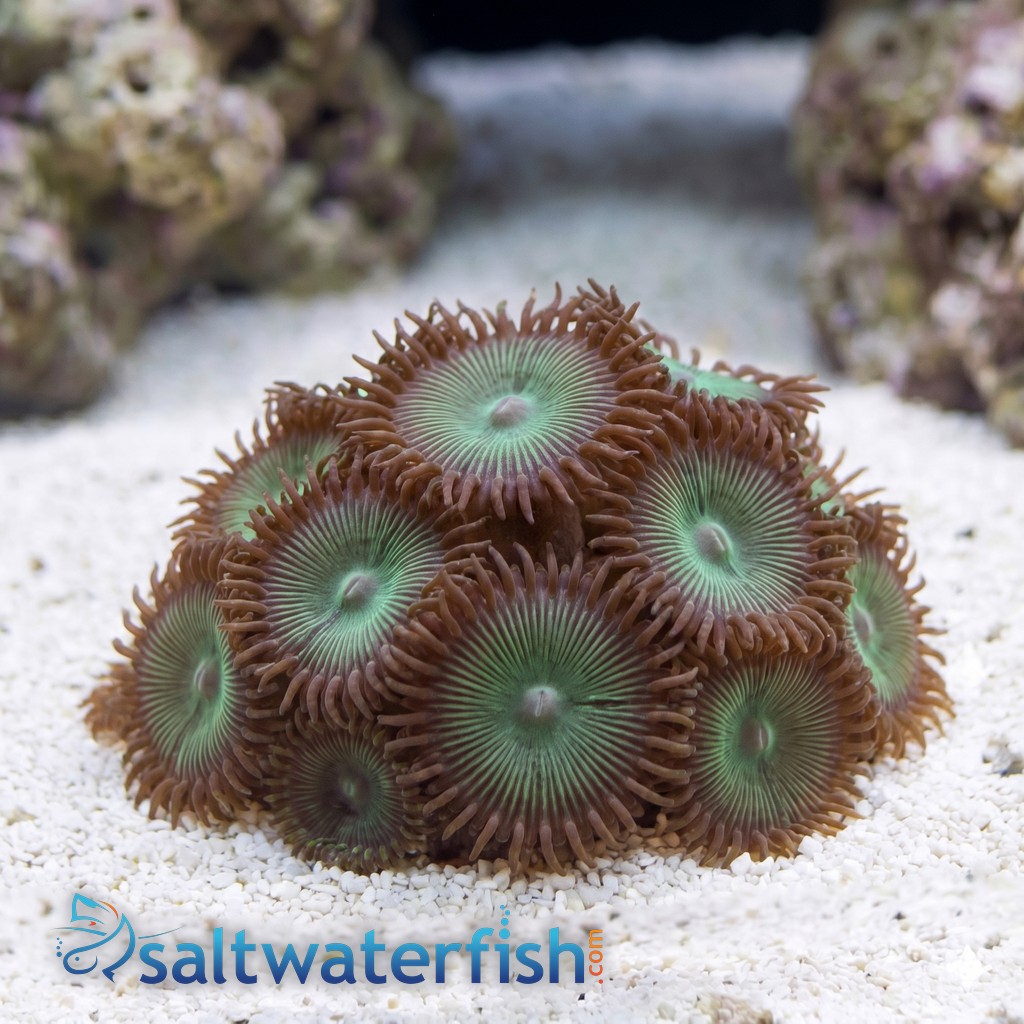 Button Polyp (Palythoa): Color