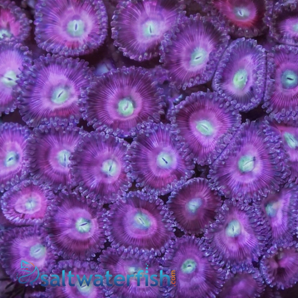 Button Polyp (Palythoa): Pink