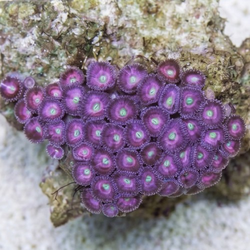 Button Polyp (Palythoa): Pink