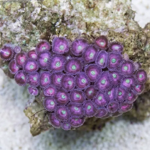 Button Polyp (Palythoa): Pink