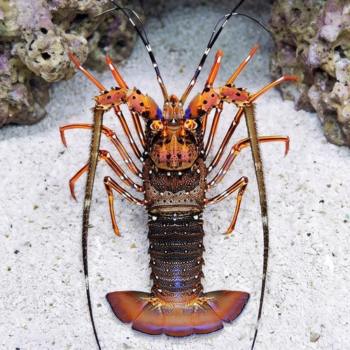 Long-Legged Spiny Lobster
