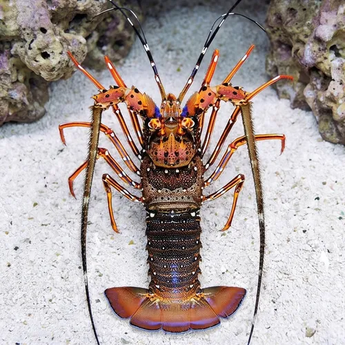 Long-Legged Spiny Lobster