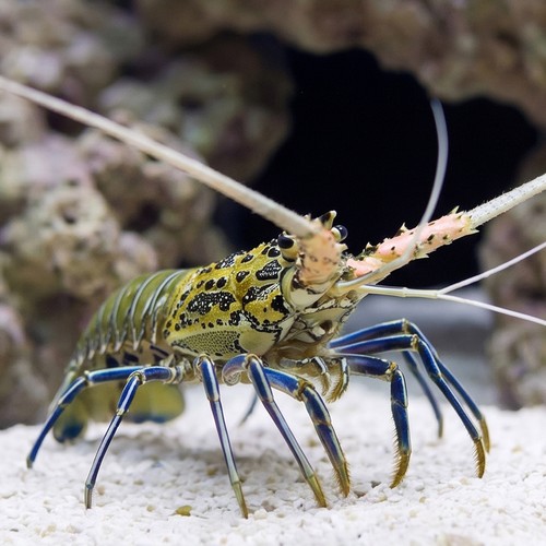 Blue Spiny Lobster