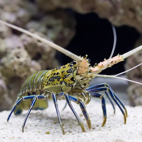 Blue Spiny Lobster