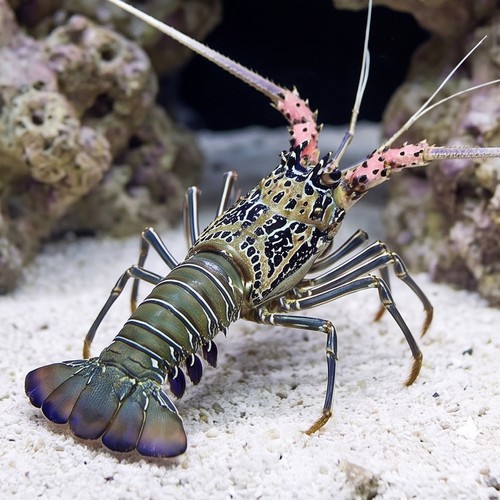 Blue Spiny Lobster - Africa