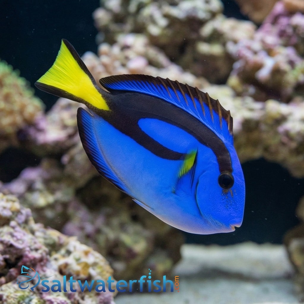 Blue Hippo Tang - Eastern Asia