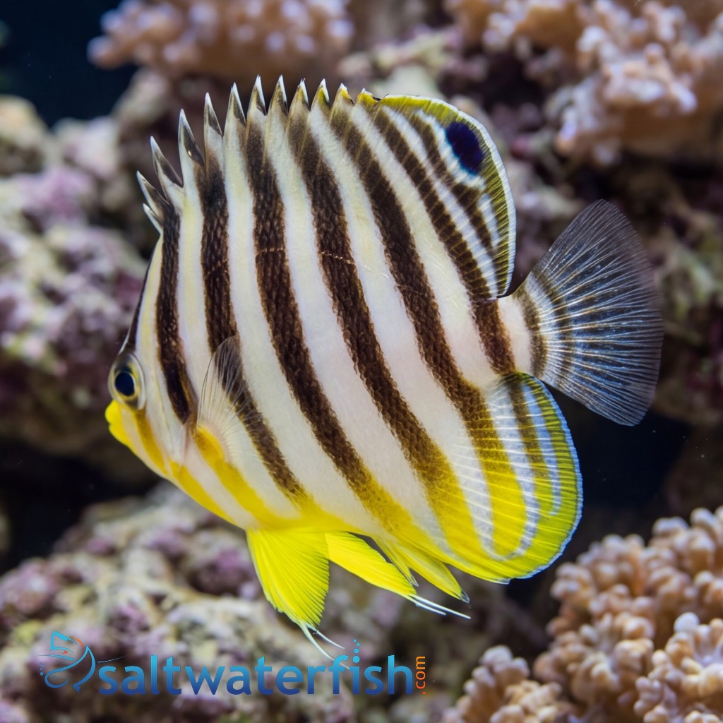Multi-Barred Angelfish