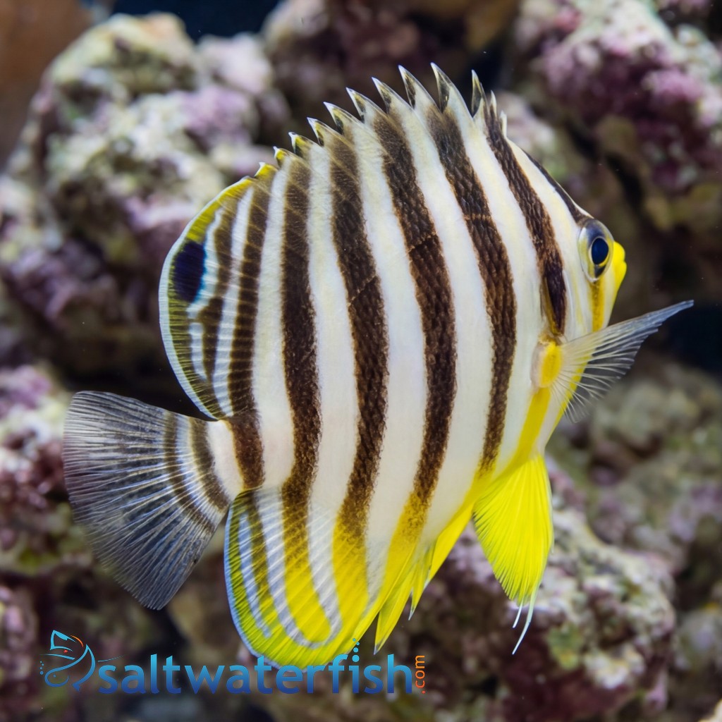 Multi-Barred Angelfish