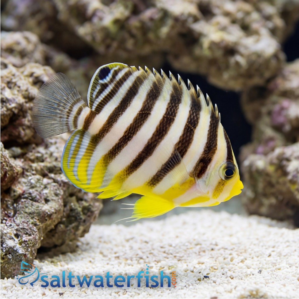 Multi-Barred Angelfish