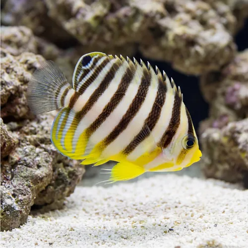 Multi-Barred Angelfish