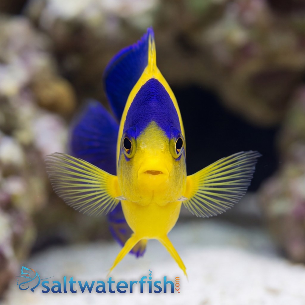 Venustus Angelfish