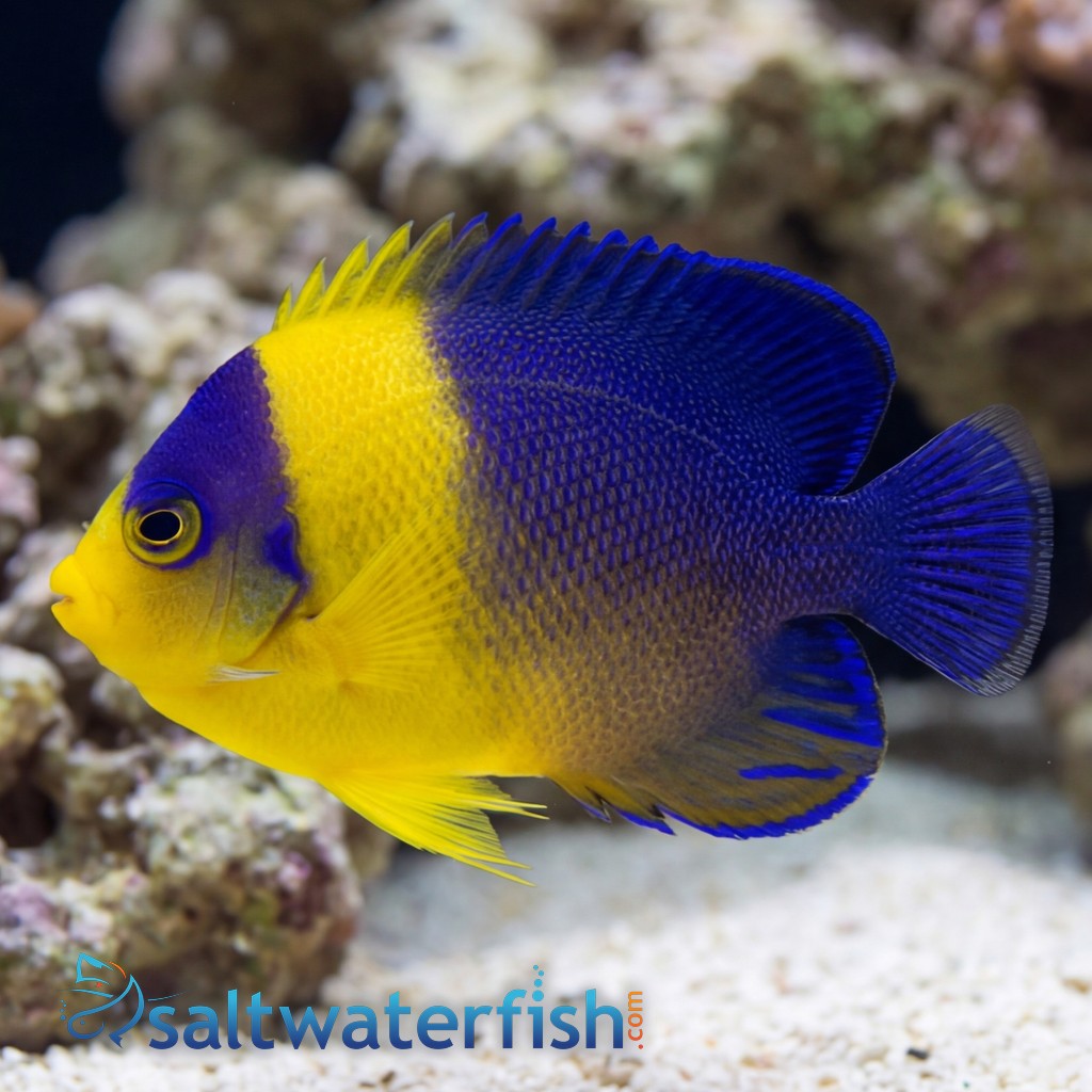 Venustus Angelfish