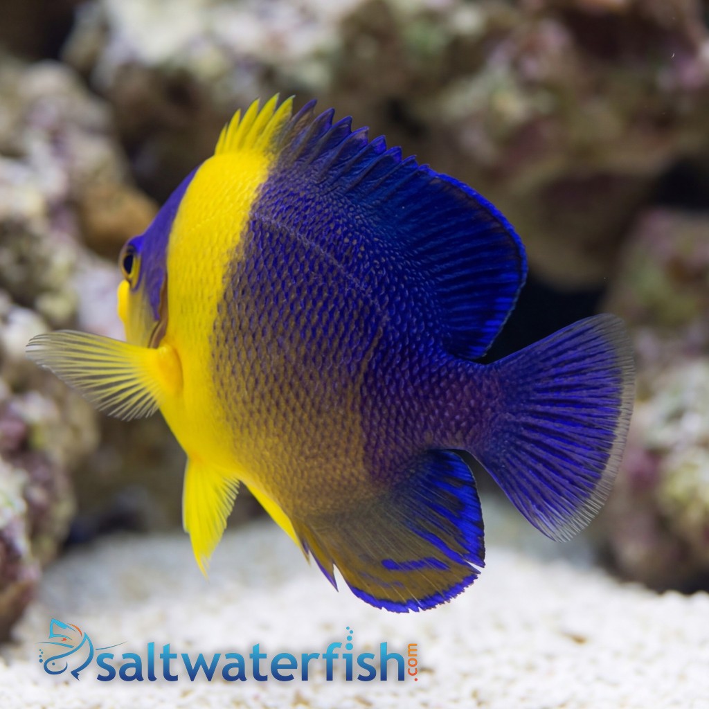 Venustus Angelfish