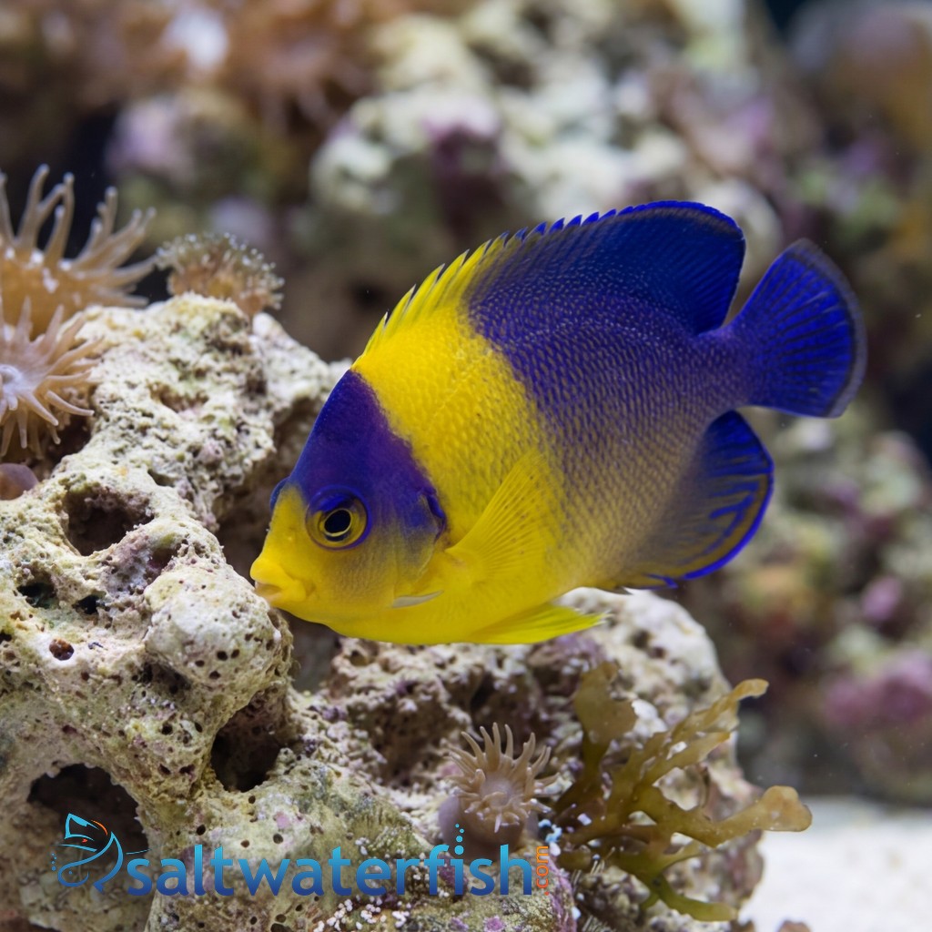 Venustus Angelfish