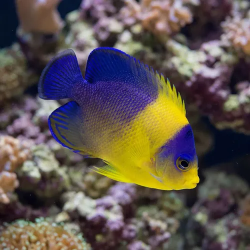 Venustus Angelfish