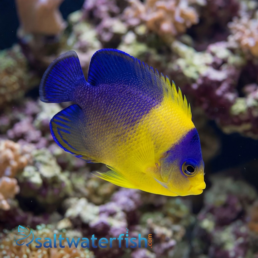 Purple Masked Angelfish - Captive Bred