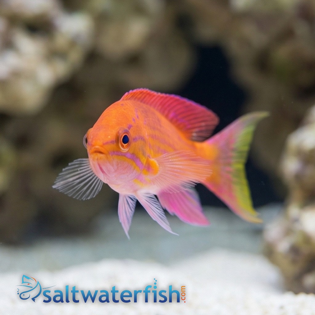Angulatus Flasher Wrasse