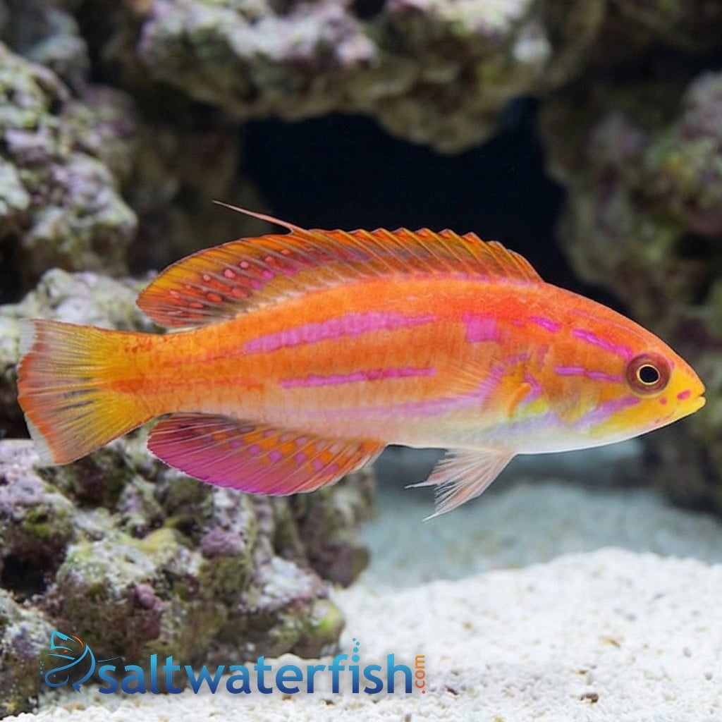 Diamond Tail Flasher Wrasse