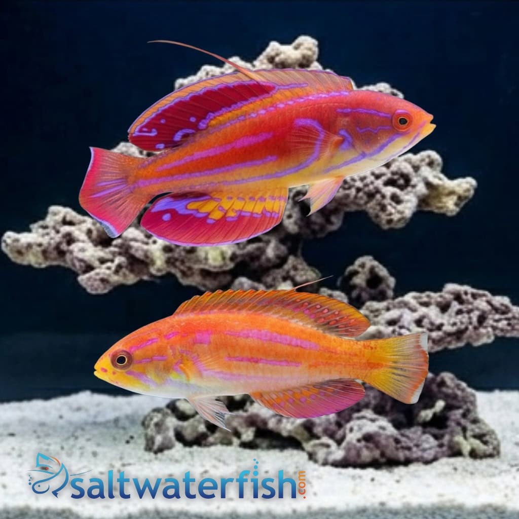Diamond Tail Flasher Wrasse
