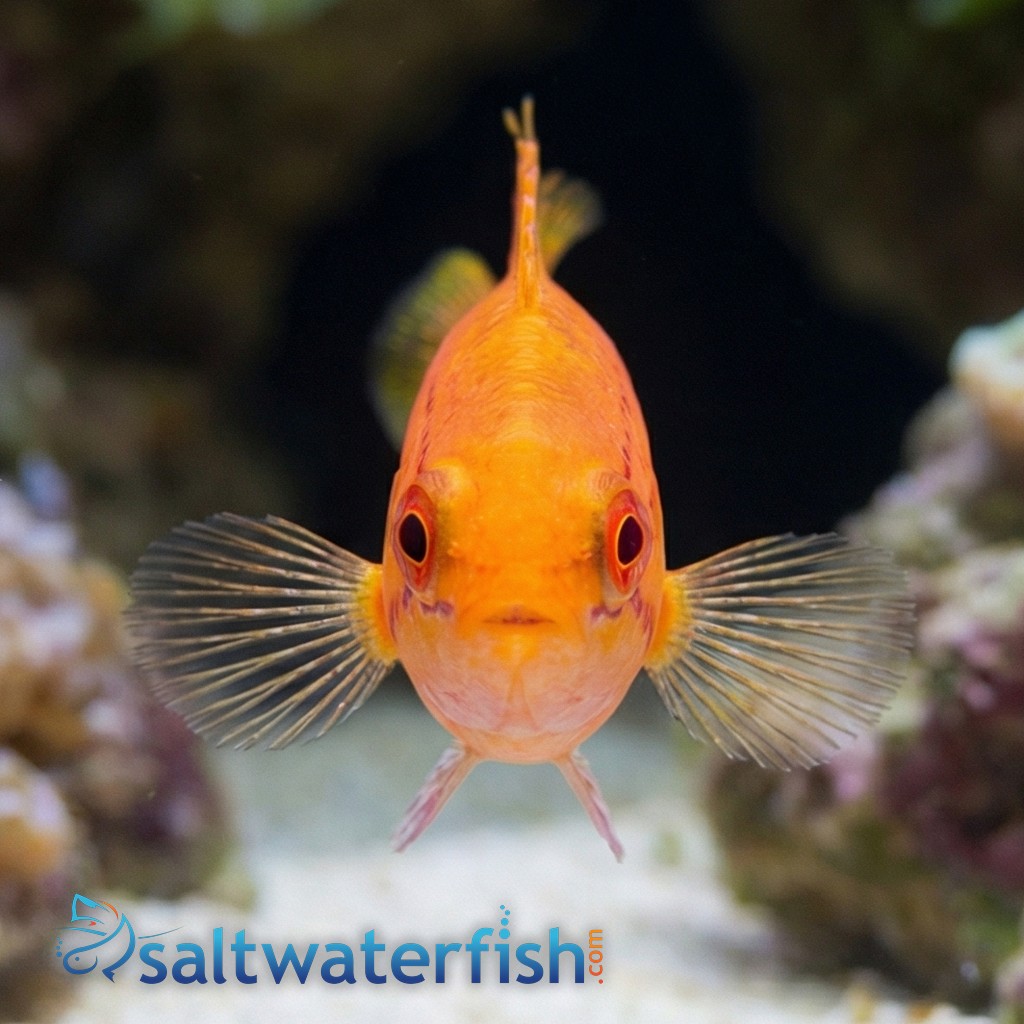 Bell's Flasher Wrasse