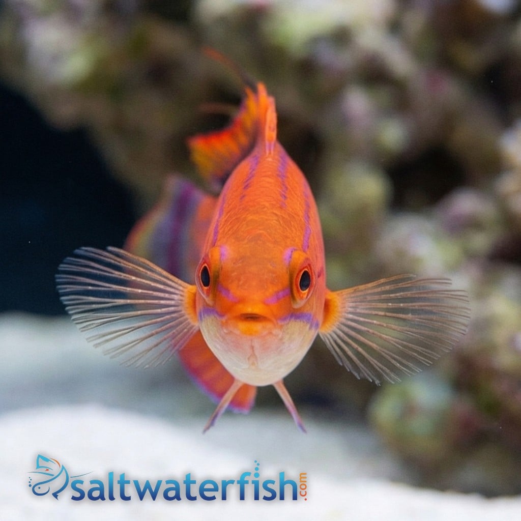 Carpenter's Flasher Wrasse