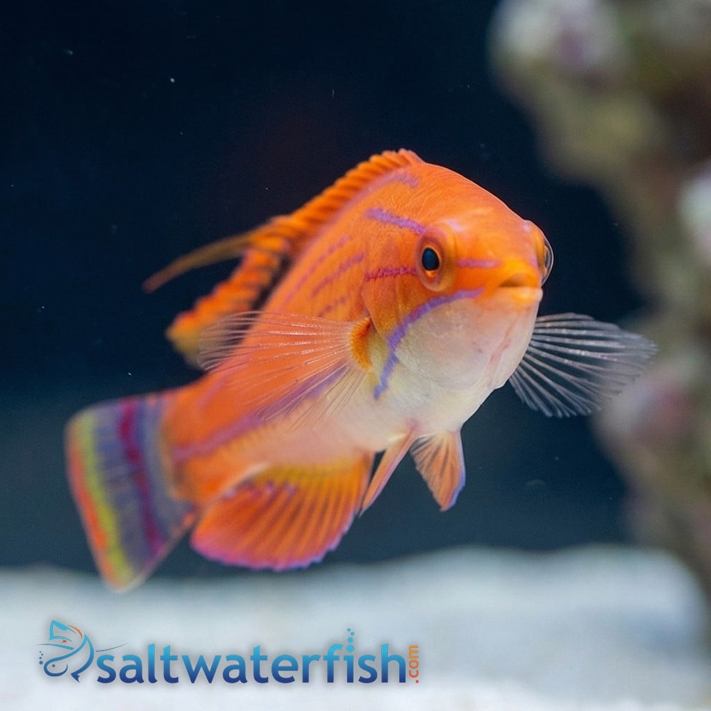 Carpenter's Flasher Wrasse