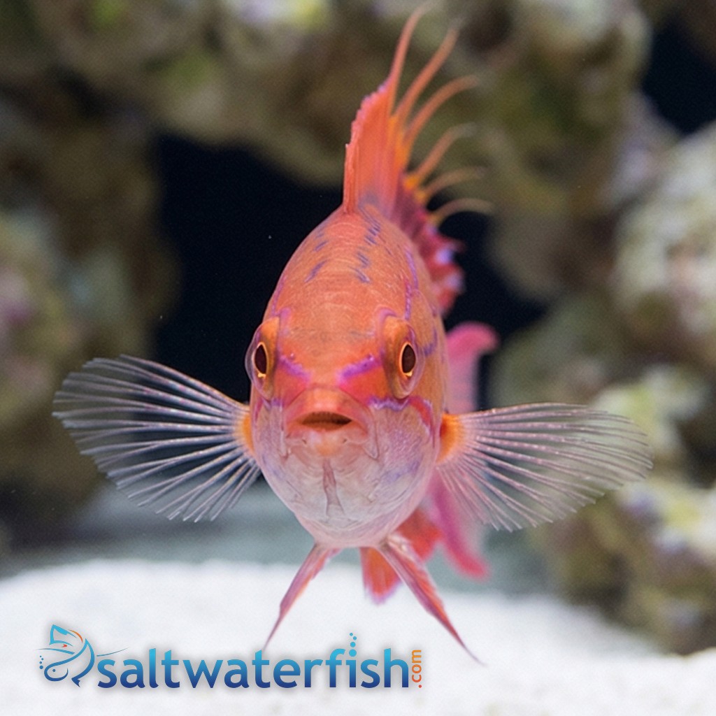 Blue Flasher Wrasse