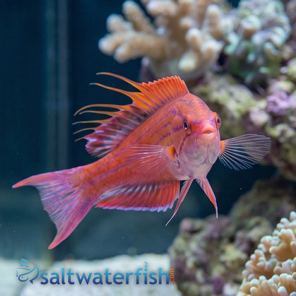 Blue Flasher Wrasse